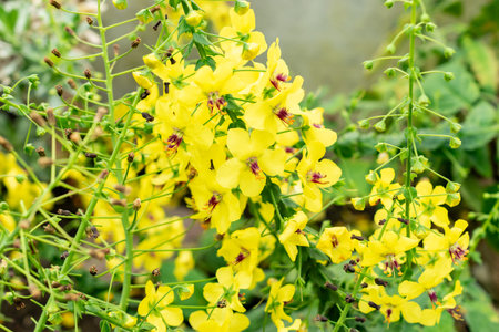 Saint Gallen, Switzerland, May 9, 2025 Verbascum Arcturus plant at the botanical gardenの写真素材