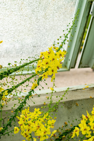 Saint Gallen, Switzerland, May 9, 2025 Verbascum Arcturus plant at the botanical gardenの写真素材