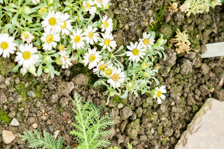 Saint Gallen, Switzerland, May 9, 2025 Townsendia Minima plant at the botanical gardenの写真素材