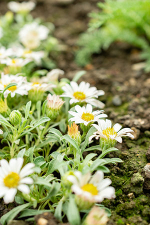 Saint Gallen, Switzerland, May 9, 2025 Townsendia Minima plant at the botanical gardenの写真素材