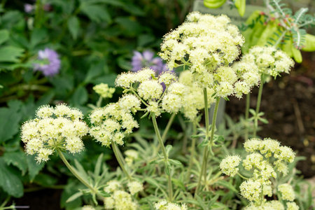 Saint Gallen, Switzerland, May 9, 2025 Eriogonum Heracleoides or parsnip plant at the botanical...