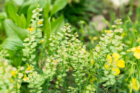 Saint Gallen, Switzerland, May 9, 2025 Aethionema Diastrophis plant at the botanical gardenの写真素材