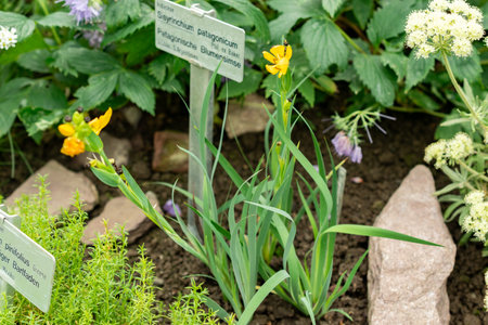Saint Gallen, Switzerland, May 9, 2025 Sisyrinchium Patagonicum plant at the botanical gardenの写真素材