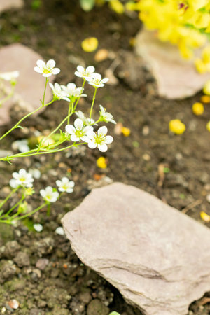 Saint Gallen, Switzerland, May 9, 2025 Saxifraga Tombeanensis plant at the botanical gardenの写真素材