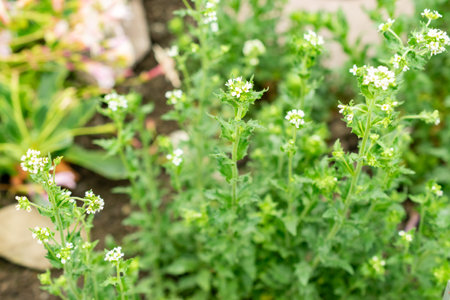 Saint Gallen, Switzerland, May 9, 2025 Draba Incana plant at the botanical gardenの写真素材