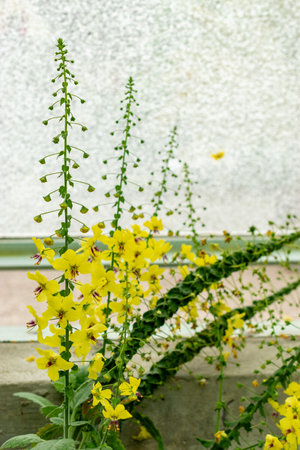 Saint Gallen, Switzerland, May 9, 2025 Verbascum Arcturus plant at the botanical garden