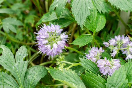 Saint Gallen, Switzerland, May 9, 2025 Hydrophyllum Virginianum or virginia water leaf plant at the botanical gardenの写真素材