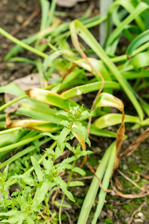 Saint Gallen, Switzerland, May 9, 2025 Anagallis Monelli or garden pimpernell plant at the botanical gardenの写真素材