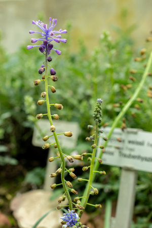Saint Gallen, Switzerland, May 9, 2025 Leopoldia Weissii plant at the botanical gardenの写真素材