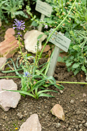 Saint Gallen, Switzerland, May 9, 2025 Leopoldia Weissii plant at the botanical gardenの写真素材