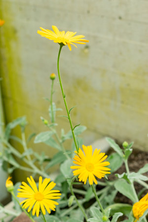 Saint Gallen, Switzerland, May 9, 2025 Celendula Suffruticosa var Tomentosa plant at the botanical gardenの写真素材
