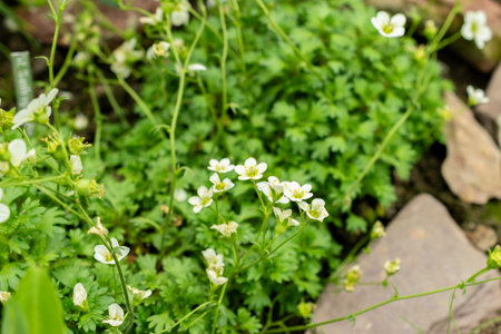 Saint Gallen, Switzerland, May 9, 2025 Saxifraga Callosa subsp Catalaunica plant at the botanical...