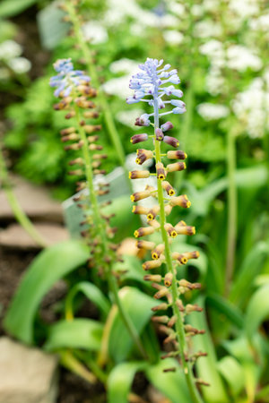 Saint Gallen, Switzerland, May 9, 2025 Leopoldia Cycladica plant at the botanical gardenの写真素材