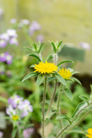 Saint Gallen, Switzerland, May 9, 2025 Pallenis Spinosa or spiny starwort plant at the botanical...