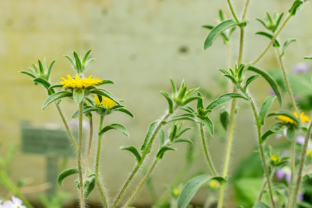 Saint Gallen, Switzerland, May 9, 2025 Pallenis Spinosa or spiny starwort plant at the botanical...