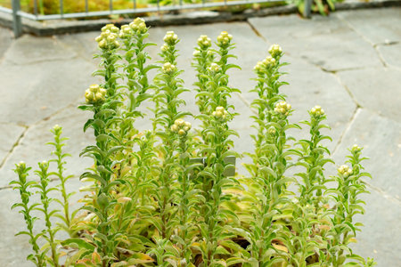 Saint Gallen, Switzerland, May 9, 2025 Helichrysum Foetidum plant at the botanical gardenの写真素材