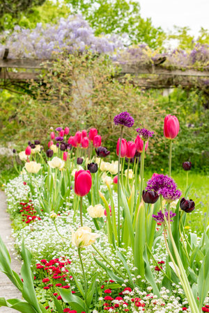 Saint Gallen, Switzerland, May 9, 2025 Colorful tulip flowers at the botanical gardenの写真素材