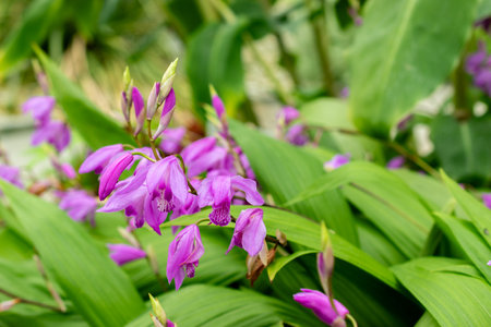 Saint Gallen, Switzerland, May 9, 2025 Bletilla Striata or chinese ground orchid plant at the botanical gardenの写真素材
