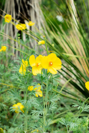 Saint Gallen, Switzerland, May 9, 2025 Hunnemannia Fumariifolia or mexican tulip poppy plant at the botanical gardenの写真素材