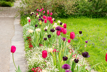 Saint Gallen, Switzerland, May 9, 2025 Colorful tulip flowers at the botanical gardenの写真素材