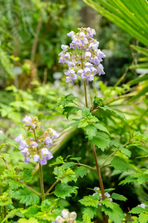 Saint Gallen, Switzerland, May 9, 2025 Calceolaria Plectranthifolia plant at the botanical gardenの写真素材