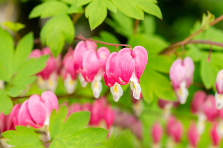 Saint Gallen, Switzerland, May 9, 2025 Dicentra Spectabilis or bleeding heart plant at the botanical gardenの写真素材