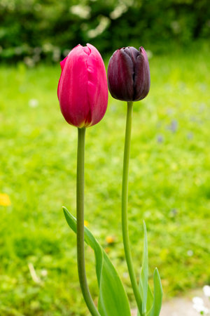 Saint Gallen, Switzerland, May 9, 2025 Colorful tulip flowers at the botanical gardenの写真素材