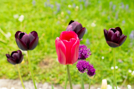 Saint Gallen, Switzerland, May 9, 2025 Colorful tulip flowers at the botanical gardenの写真素材