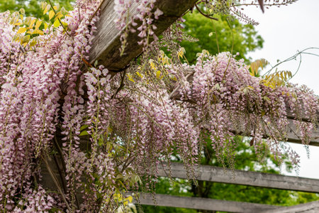 Saint Gallen, Switzerland, May 9, 2025 Wisteria Floribunda var Honbeni or japanese wisteria plant at the botanical gardenの写真素材