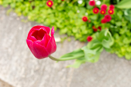 Saint Gallen, Switzerland, May 9, 2025 Colorful tulip flowers at the botanical gardenの写真素材