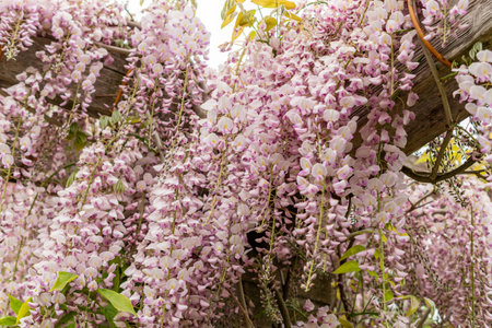 Saint Gallen, Switzerland, May 9, 2025 Wisteria Floribunda var Honbeni or japanese wisteria plant at the botanical gardenの写真素材