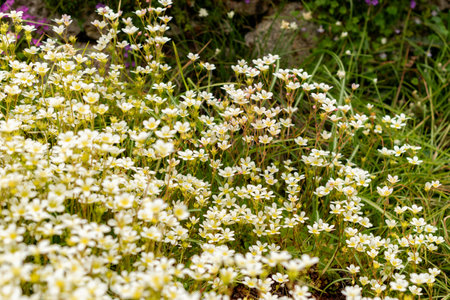Saint Gallen, Switzerland, May 9, 2025 Erinus Alpinus or alpine balsam plant at the botanical gardenの写真素材