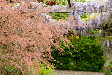 Saint Gallen, Switzerland, May 9, 2025 Tamarix Tetrandra plant at the botanical gardenの写真素材