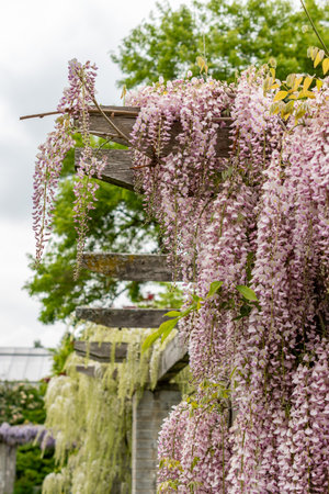 Saint Gallen, Switzerland, May 9, 2025 Wisteria Floribunda var Honbeni or japanese wisteria plant at the botanical gardenの写真素材