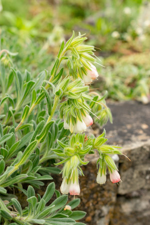 Saint Gallen, Switzerland, May 9, 2025 Onosma Alborosea plant at the botanical gardenの写真素材