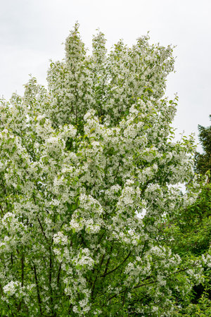 Saint Gallen, Switzerland, May 9, 2025 Malus Baccata or siberian apple plant at the botanical gardenの写真素材