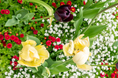 Saint Gallen, Switzerland, May 9, 2025 Colorful tulip flowers at the botanical gardenの写真素材