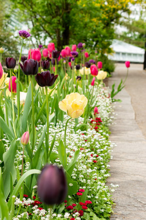 Saint Gallen, Switzerland, May 9, 2025 Colorful tulip flowers at the botanical gardenの写真素材