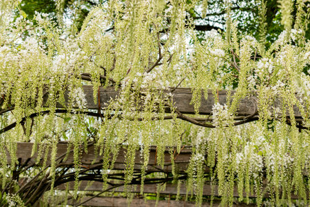 Saint Gallen, Switzerland, May 9, 2025 Wisteria Floribunda var Shiro Noda or japanese wisteria plant at the botanical gardenの写真素材
