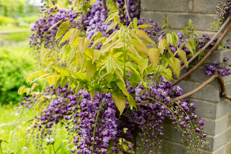 Saint Gallen, Switzerland, May 9, 2025 Wisteria Floribunda Violacea Plena or japanese wisteria plant at the botanical gardenの写真素材