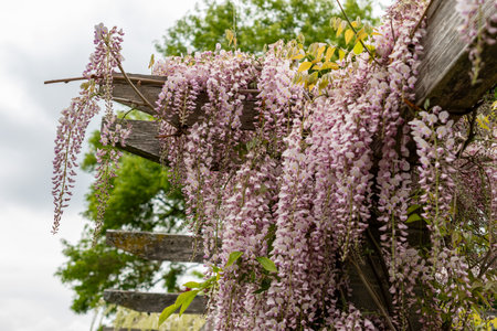 Saint Gallen, Switzerland, May 9, 2025 Wisteria Floribunda var Honbeni or japanese wisteria plant at the botanical gardenの写真素材