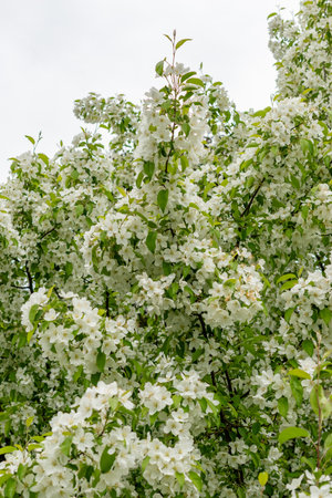Saint Gallen, Switzerland, May 9, 2025 Malus Baccata or siberian crap apple plant at the botanical gardenの写真素材