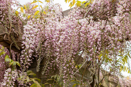 Saint Gallen, Switzerland, May 9, 2025 Wisteria Floribunda var Honbeni or japanese wisteria plant at the botanical gardenの写真素材