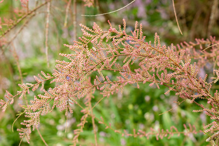 Saint Gallen, Switzerland, May 9, 2025 Tamarix Tetrandra plant at the botanical gardenの写真素材