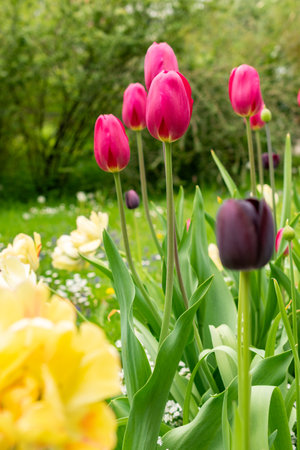 Saint Gallen, Switzerland, May 9, 2025 Colorful tulip flowers at the botanical gardenの写真素材