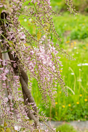 Saint Gallen, Switzerland, May 9, 2025 Wisteria Floribunda var Honbeni or japanese wisteria plant at the botanical gardenの写真素材