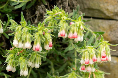 Saint Gallen, Switzerland, May 9, 2025 Onosma Alborosea plant at the botanical gardenの写真素材