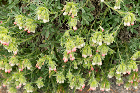 Saint Gallen, Switzerland, May 9, 2025 Onosma Alborosea plant at the botanical garden