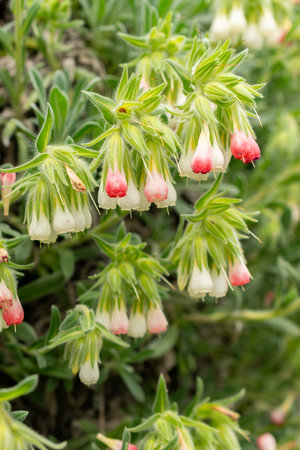 Saint Gallen, Switzerland, May 9, 2025 Onosma Alborosea plant at the botanical gardenの写真素材