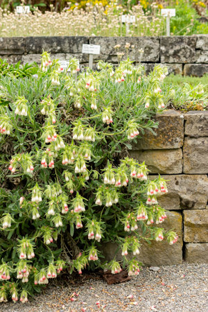 Saint Gallen, Switzerland, May 9, 2025 Onosma Alborosea plant at the botanical gardenの写真素材